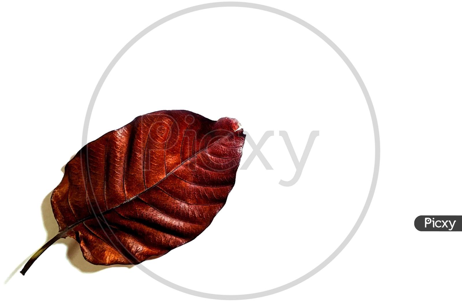 Dry leaf isolated on white background