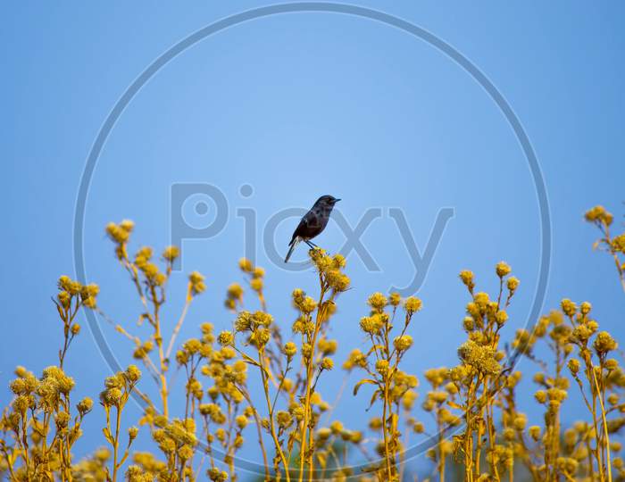 Black Indian sparrow in frame