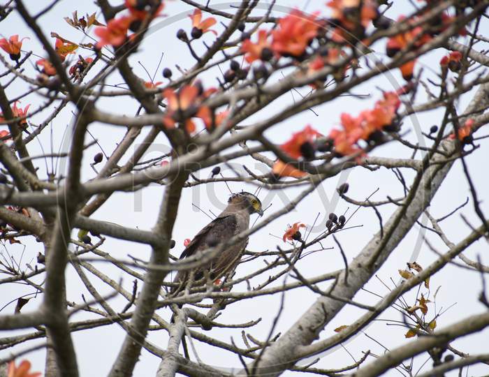 Kaziranga Birds