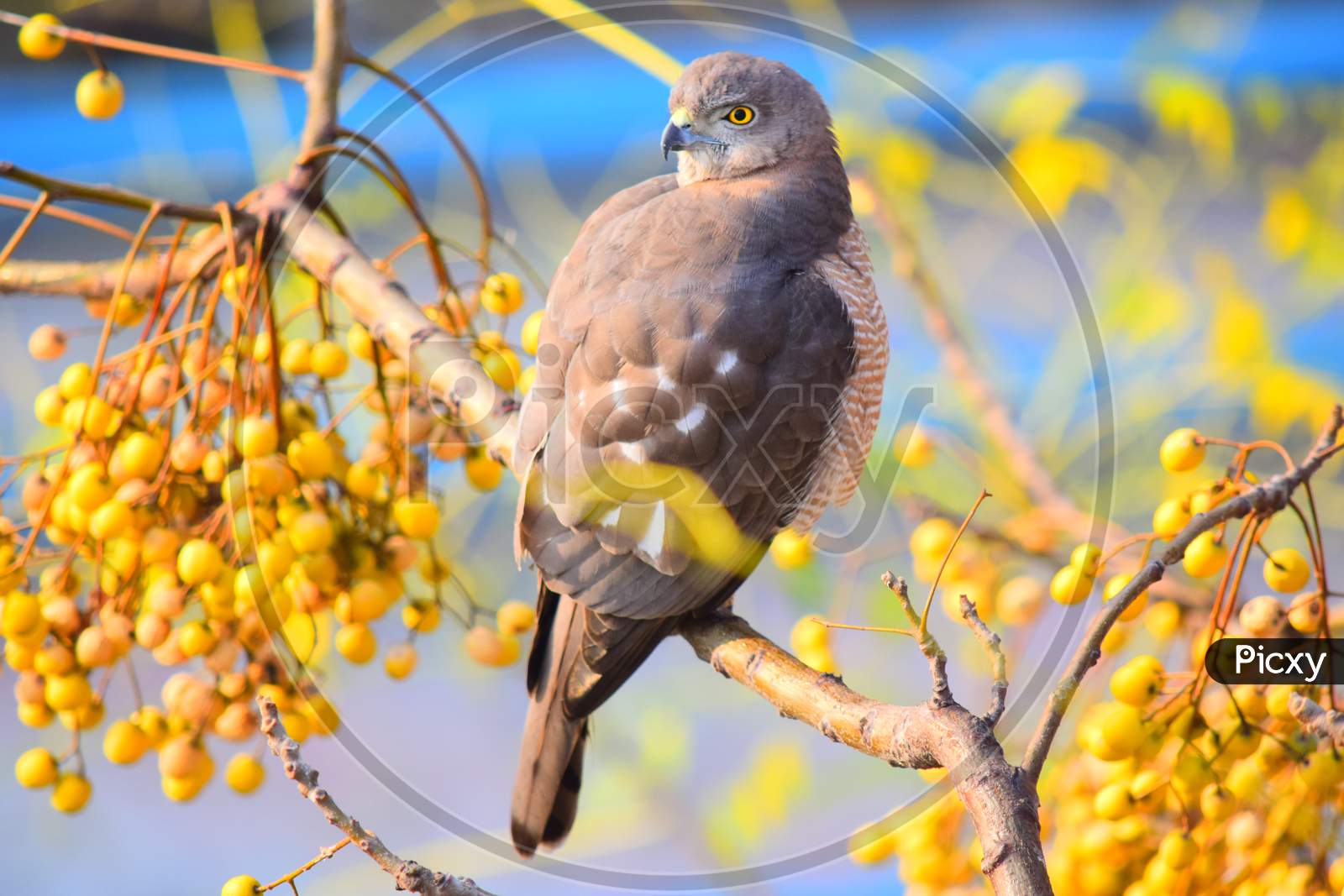 hawk on a tree