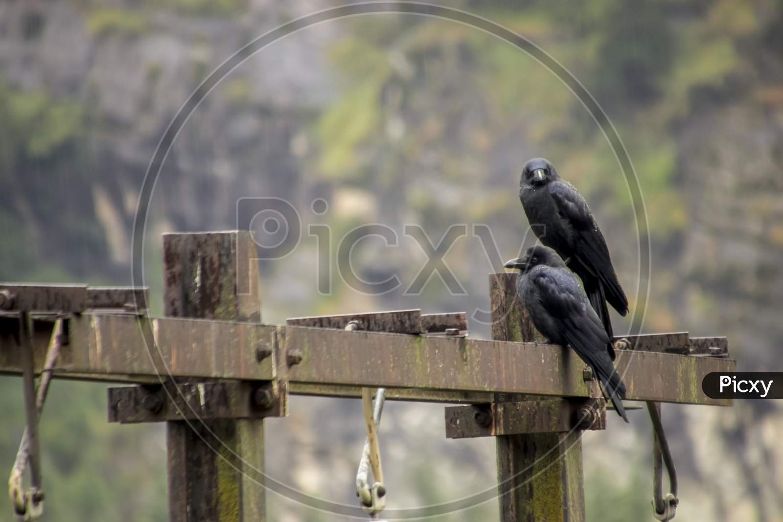 A pair of crows sitting on an electric pole.