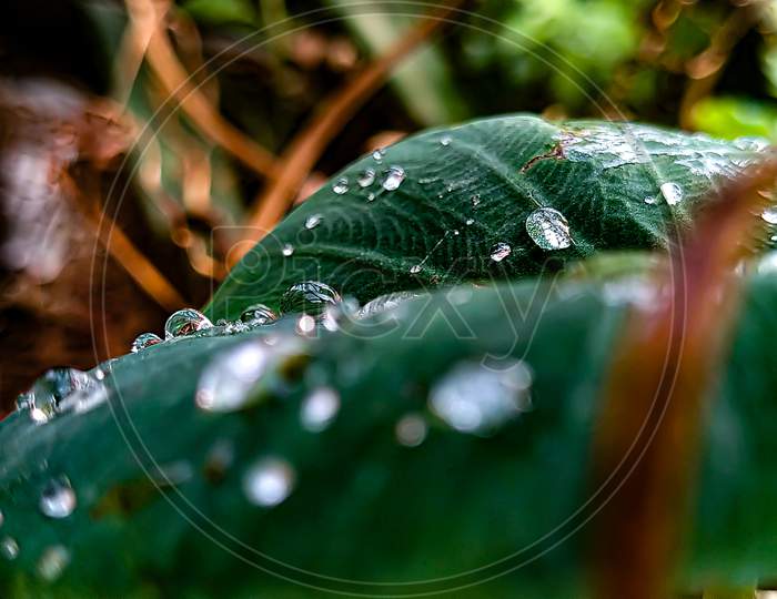 Water droplets on taro leaf.