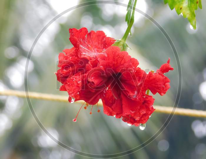 Closeup Of A Red Hibiscus Flower Blur Background