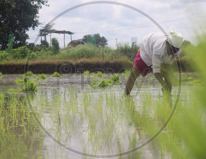 A woman in paddy fields