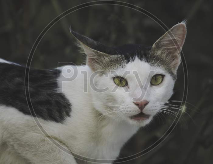 Fluffy Big Size Male Or Female Cyprus Cat In The Farm Near The Dense Forest. Pet Relax. Domestic Concept.