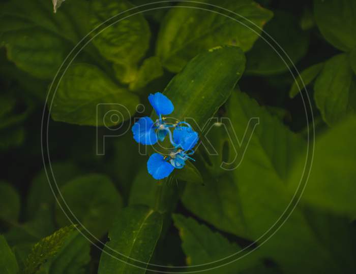 blue flower bloooming between the greens