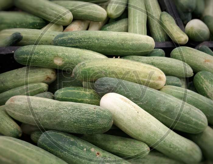A bunch of fresh cucumber .Cucumber for sale in local market or supermarket . cucumber in background