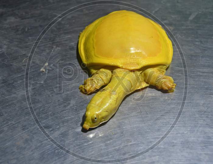 A yellow Turtle has been rescued from a pond in Kaligram village of Purba Bardhaman district.