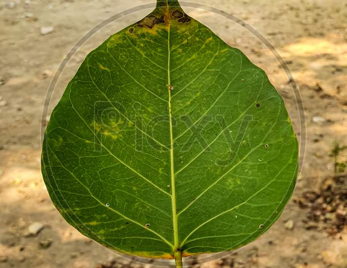 Peepal tree leaf in hand. Sacred Fig leaf in hand.