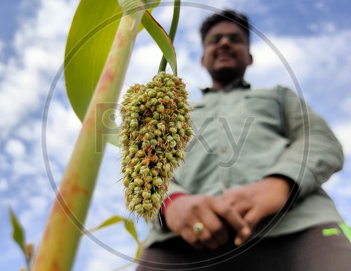 Farmer with Sorghum corn