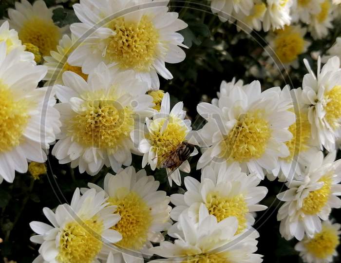 White Daisy Flowers with a fly