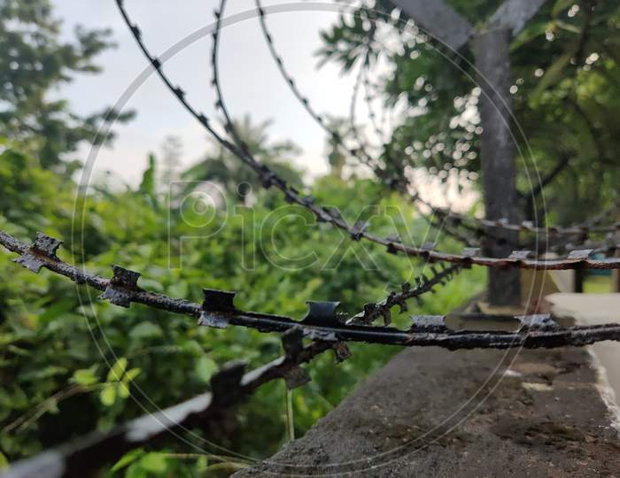 Plants and barbed wire