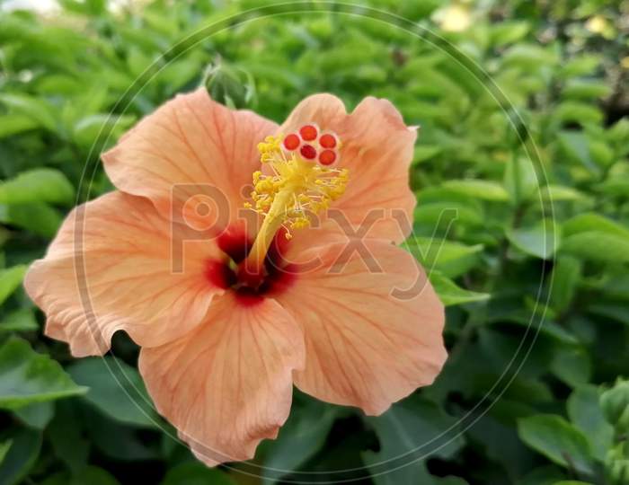 orange hibiscus flower in a  garden