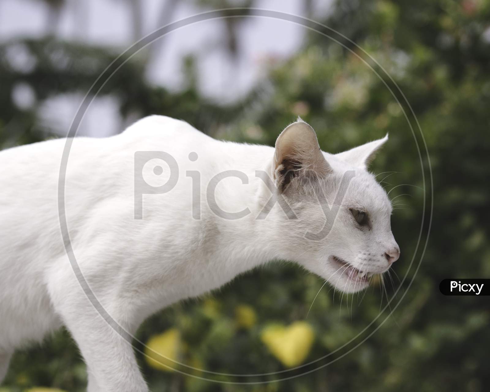 Female Cyprus Cat In The Farm