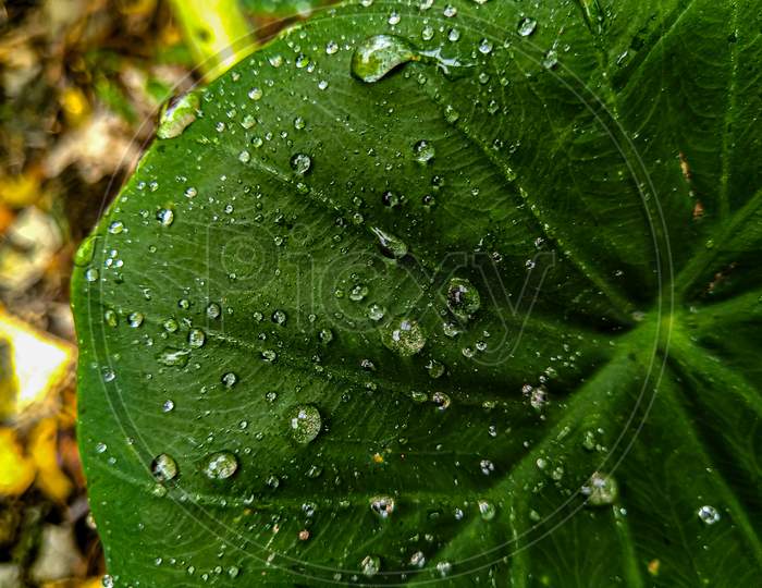 Water droplets on a green taro leaf.