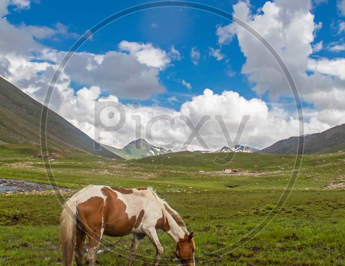 Horse in beautiful mountain 🏔️