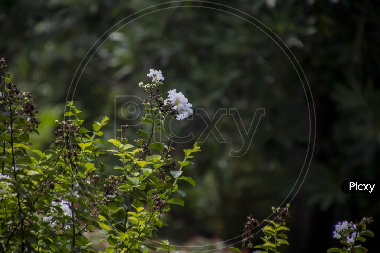 A white flower with green background