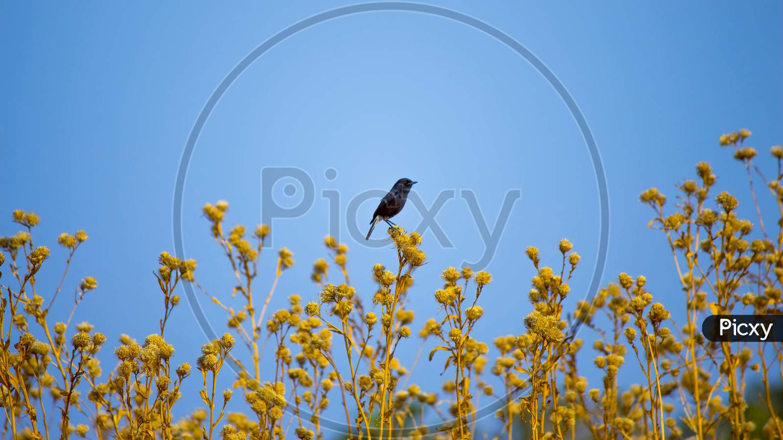 Little indian black sparrow sitting on the plant