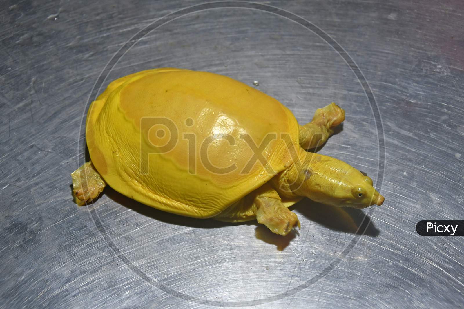 A yellow Turtle has been rescued from a pond in Kaligram village of Purba Bardhaman district.