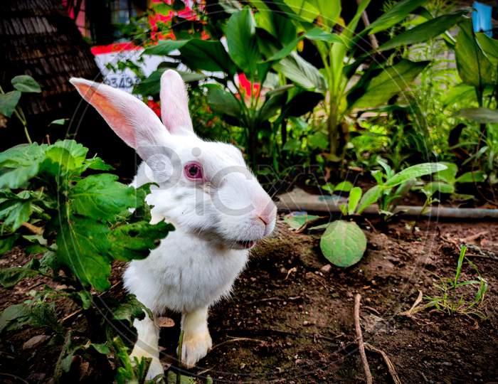 White rabbit in garden.