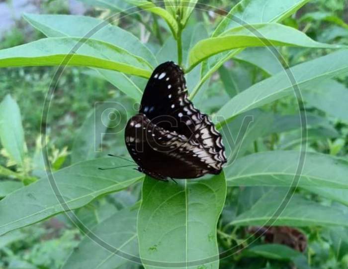 Butterfly Sitting On A Leaf