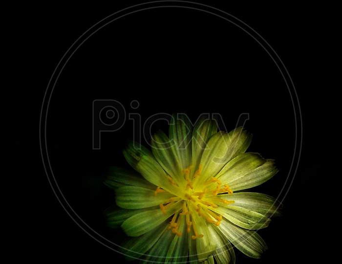 Yellow flower photography