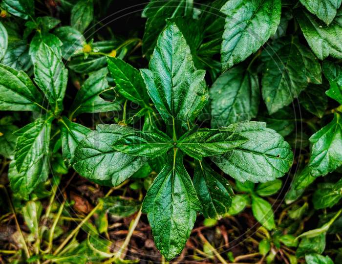 Herb leafs