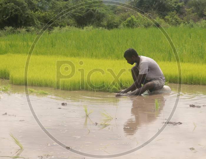 A man plucking paddy