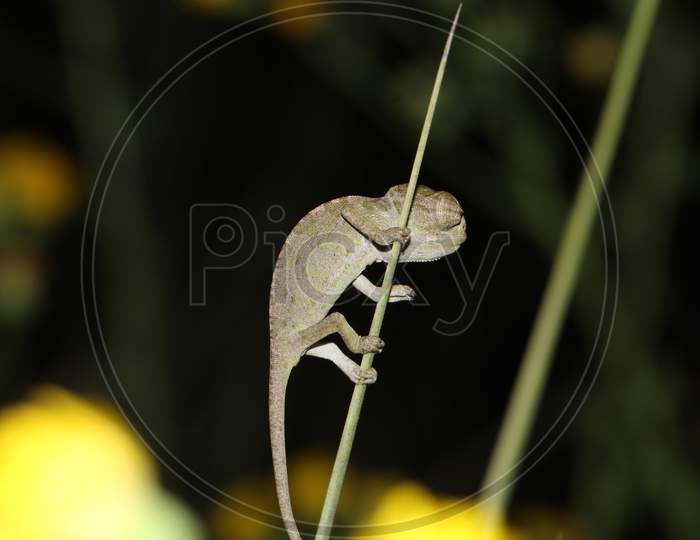 A baby of a chameleon on a green plant