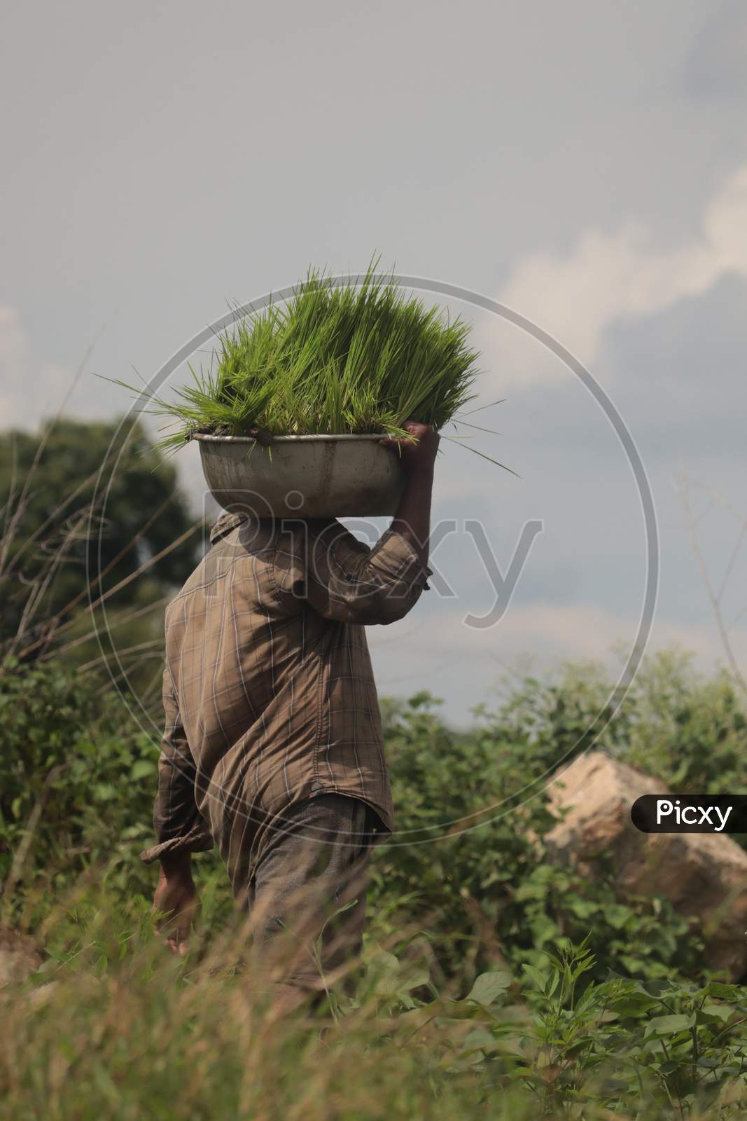 A man carrying paddy