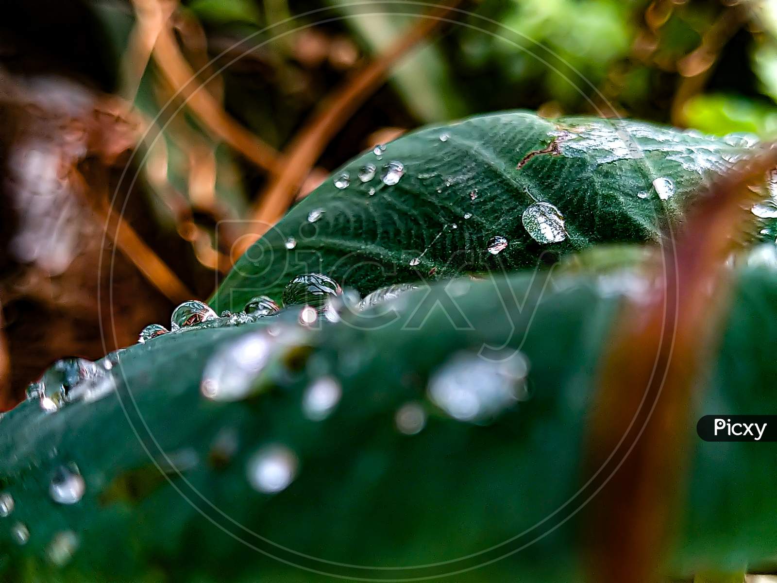 Water droplets on taro leaf.