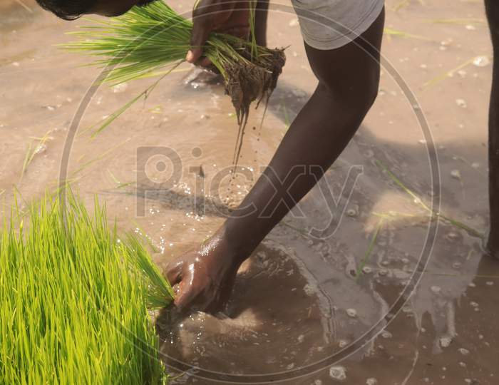While plucking paddy