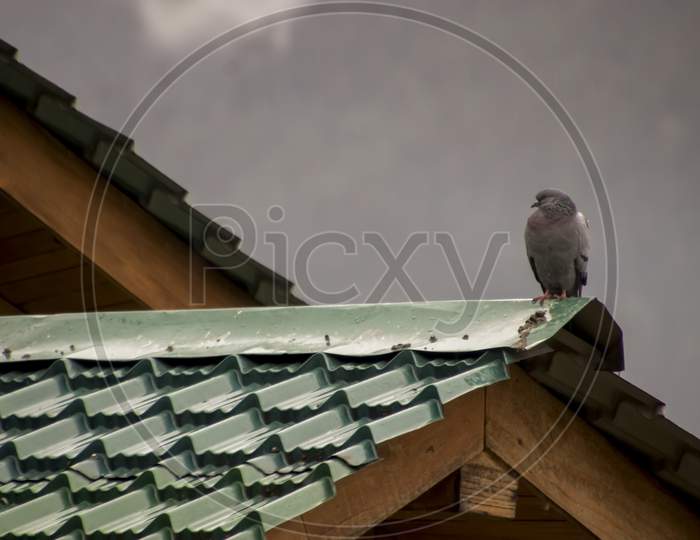 A pigeon sitting on a rooftop.