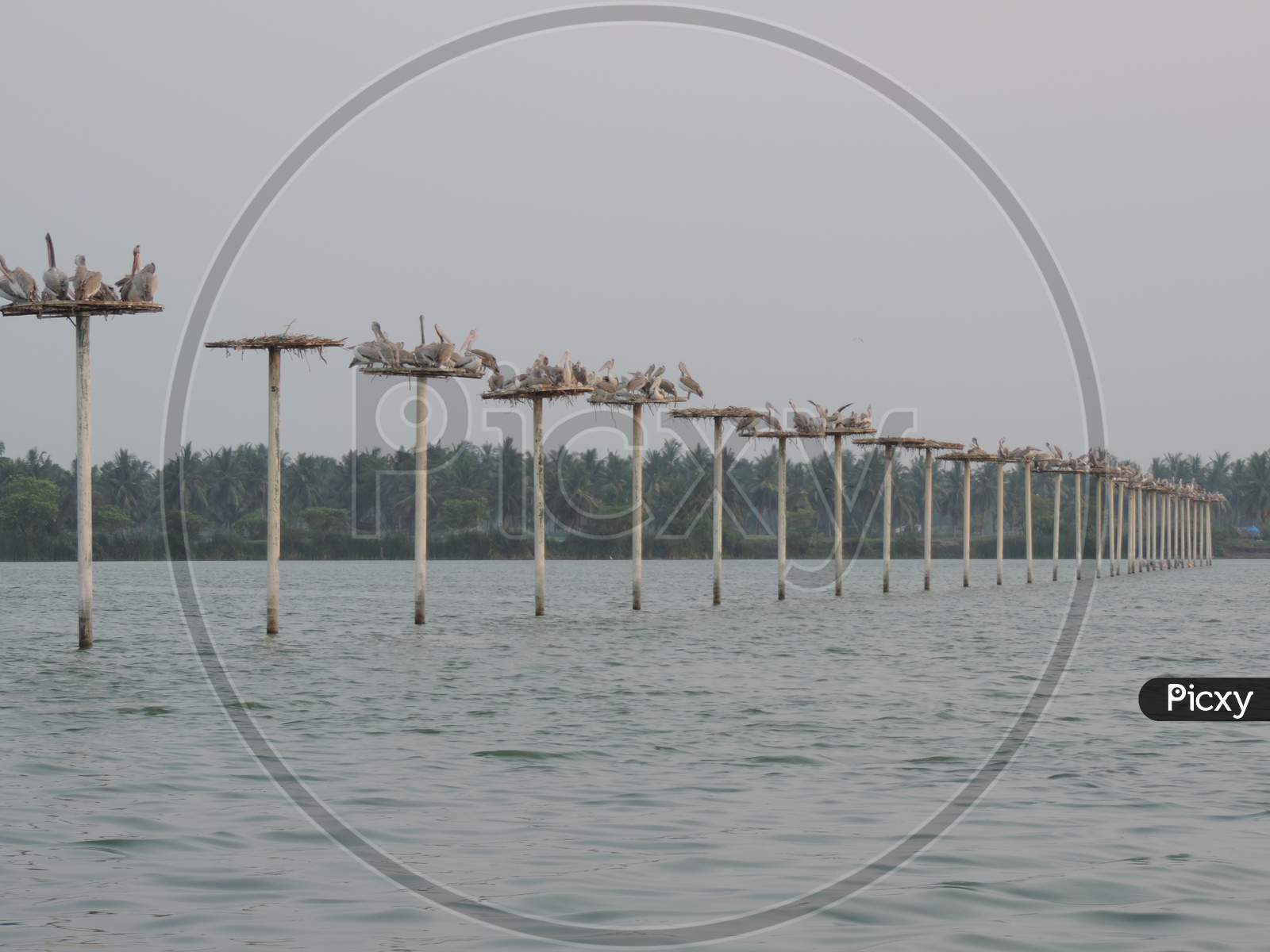 Image of Bird Sancutary at Atapaka, kolleru lake, andhra pradesh ...