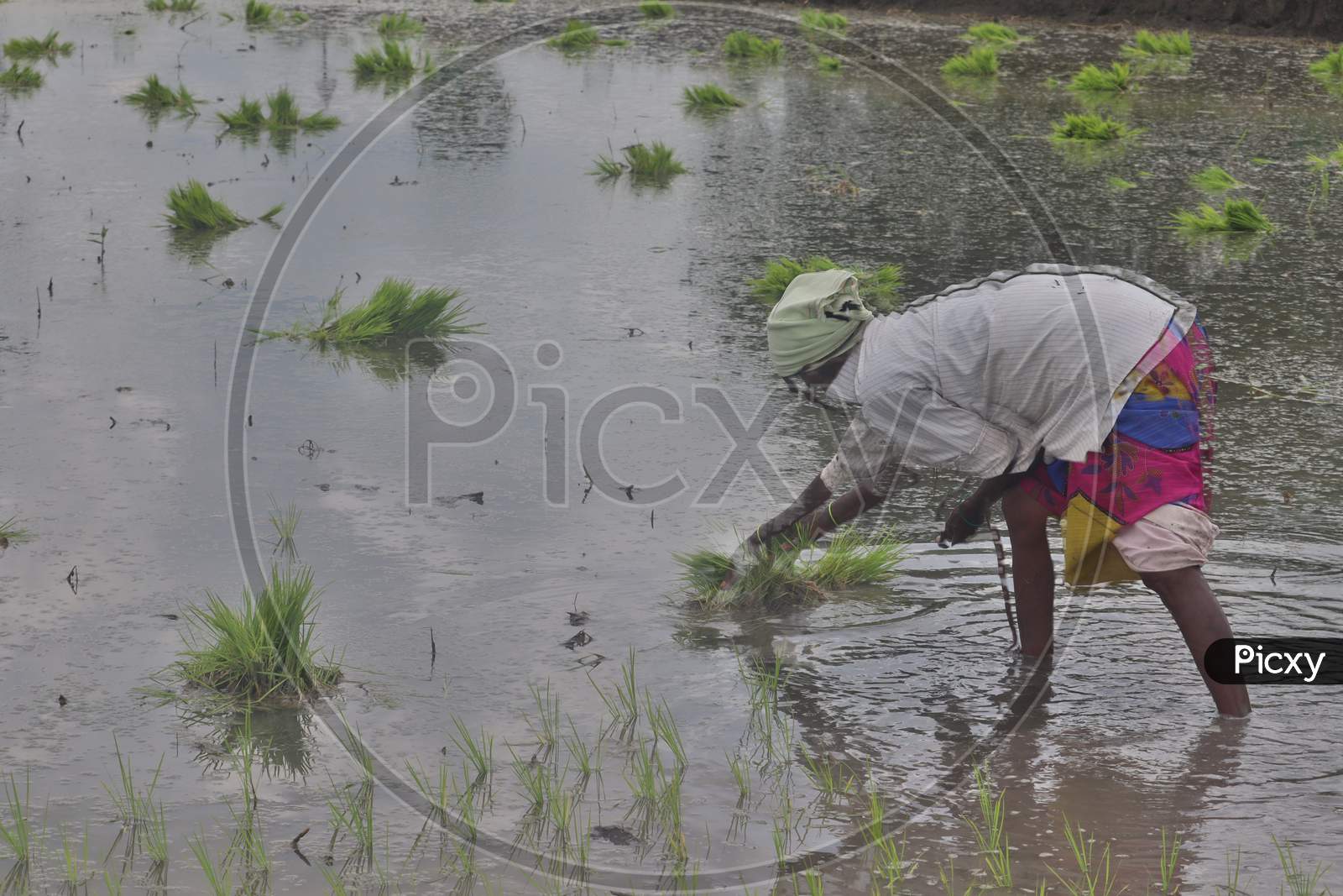 Women in paddy fields