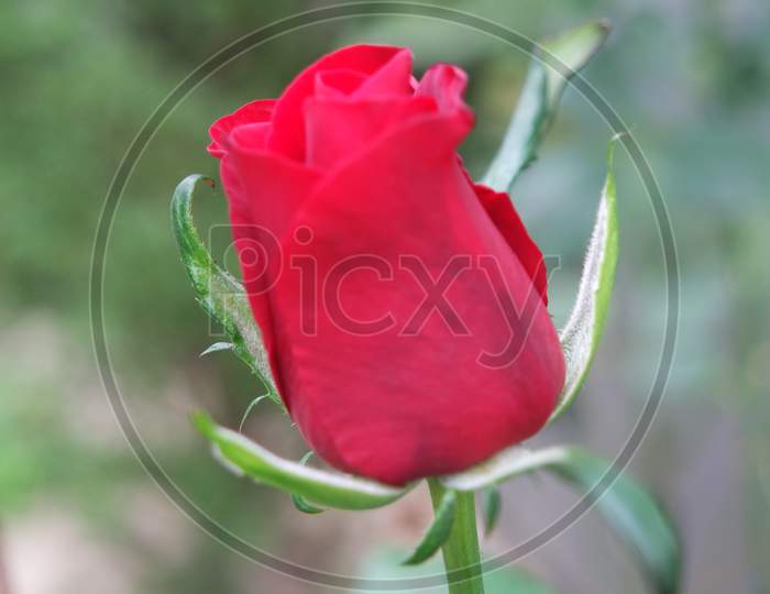 Red Flower With Green Leaves In Background
