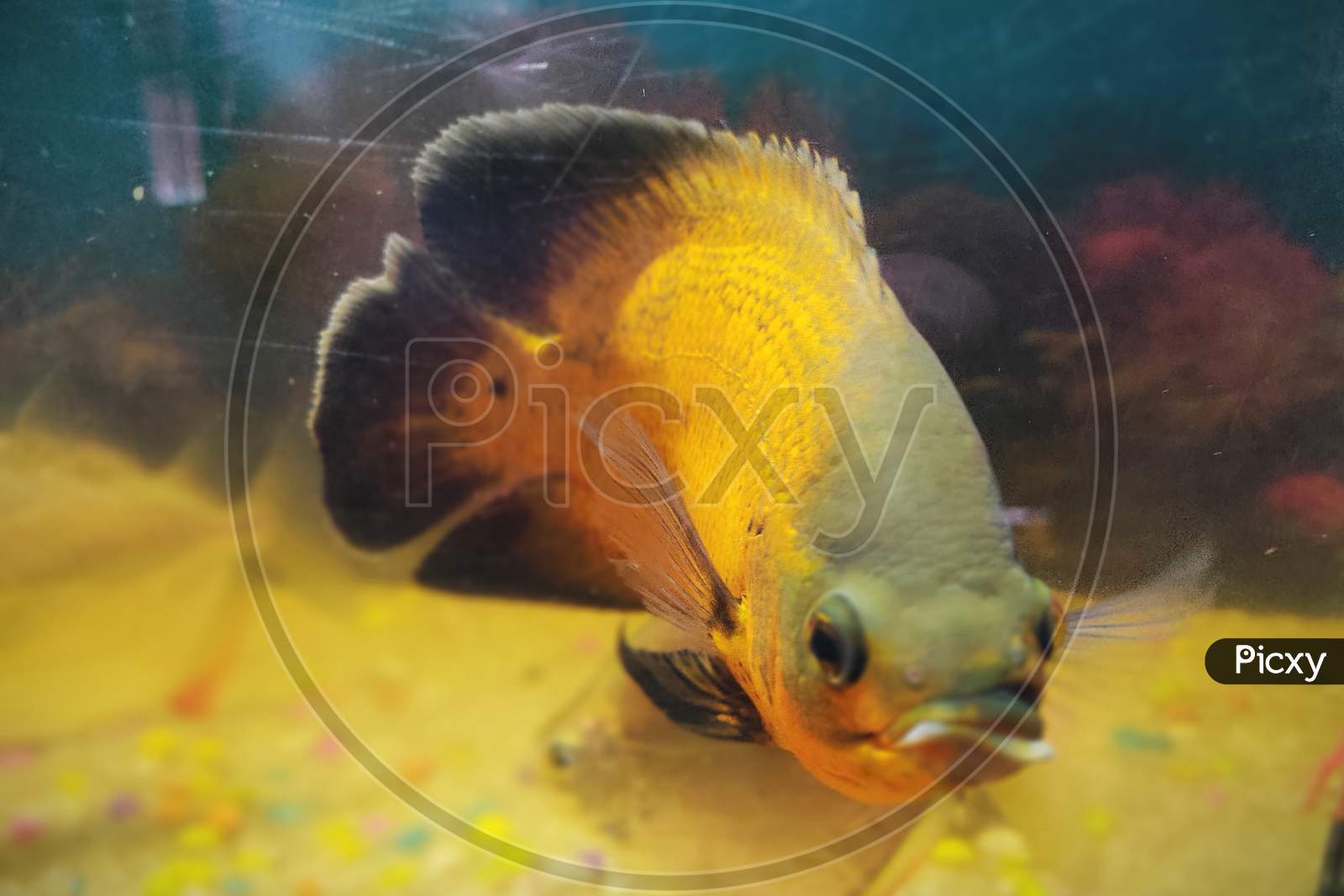GOLDEN OSCAR FISH