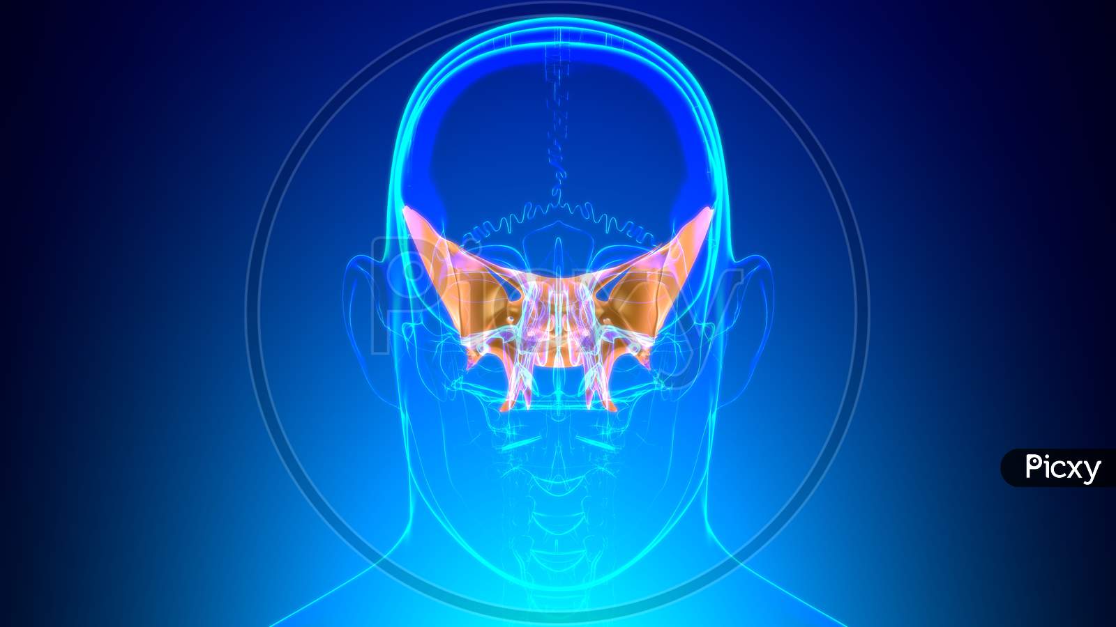 Human Skeleton Skull Sphenoid Bone Anatomy For Medical Concept