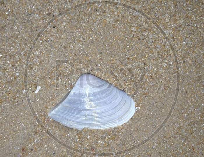 sea shell photo on puri beach 2020