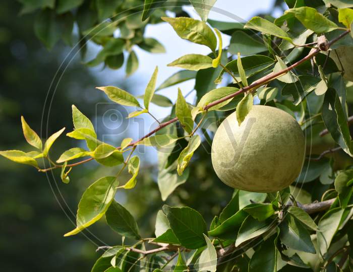 Aegle marmelos or indian bael fruit on the tree