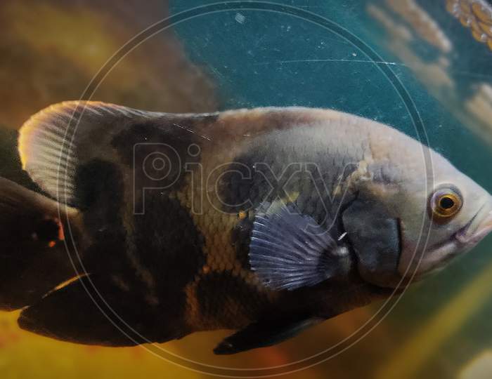 TIGER OSCAR FISH