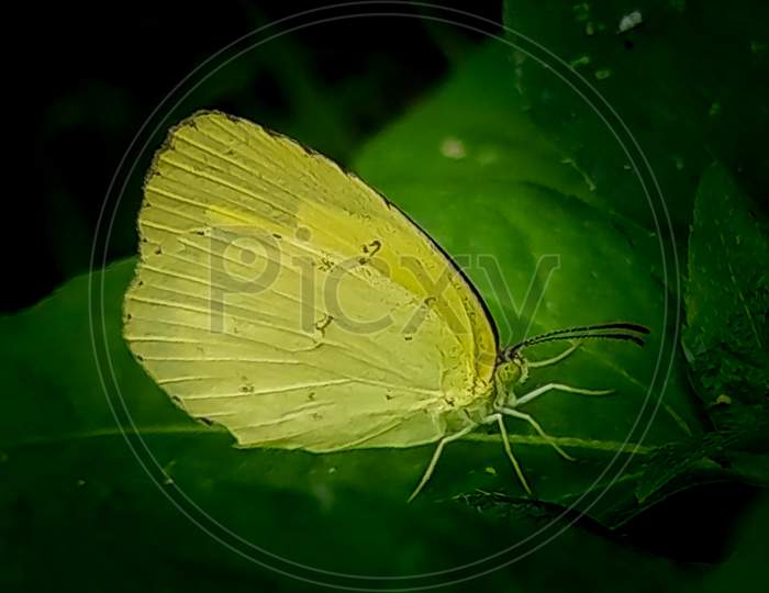 Yellow Grass butterfly
