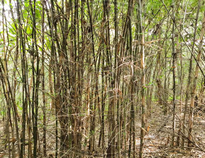 The bamboo forest of madhyapradesh india