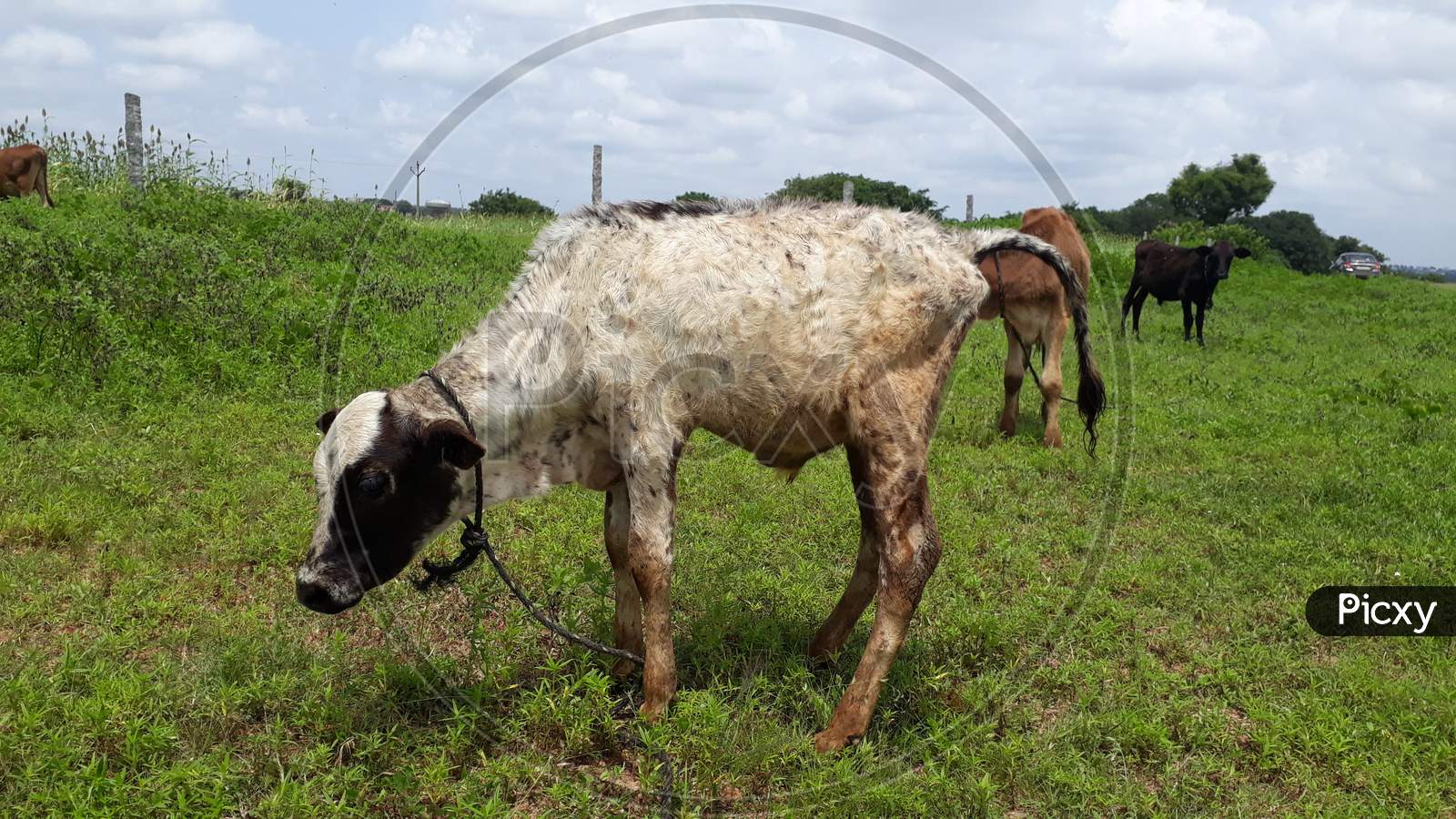 cow calf eating grass, cow ,India