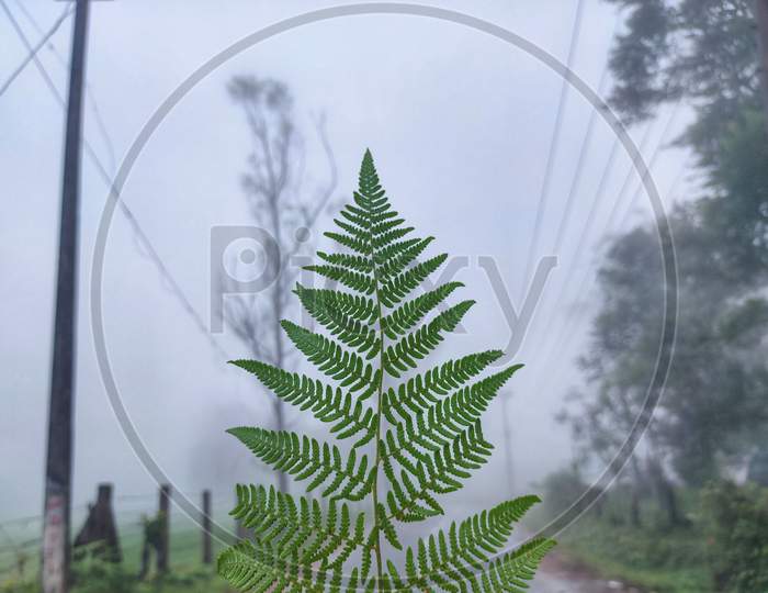 A fern with foggy  back ground