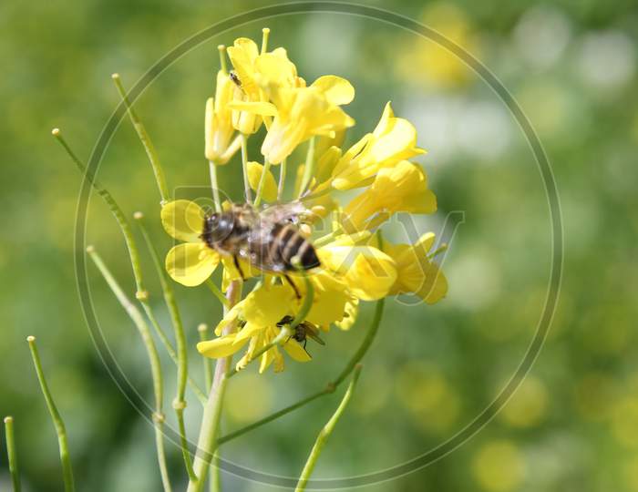 Honeybee and yellow mustard flower