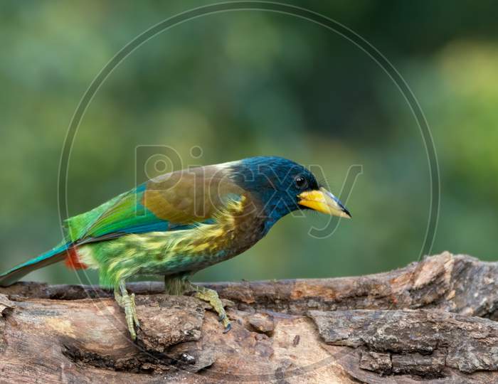 Great Barbet Resting On A Tree Log