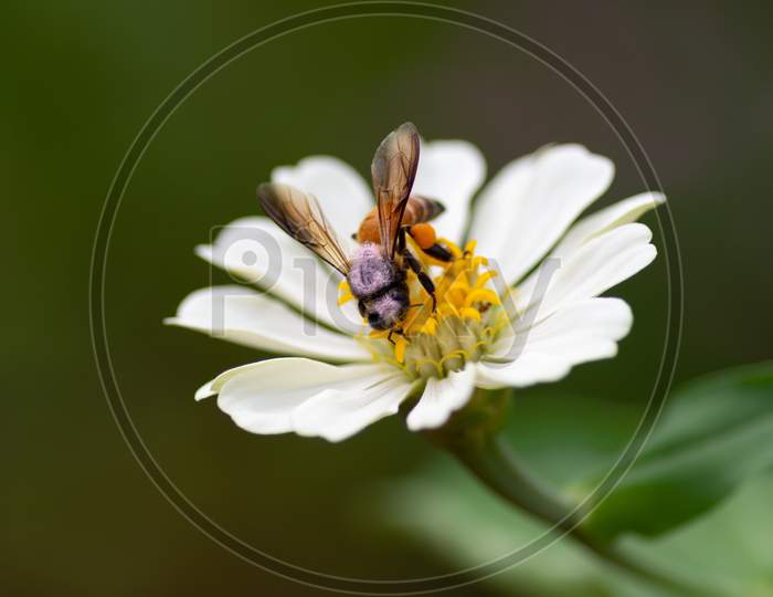 Honey Bee On A White Zinnia