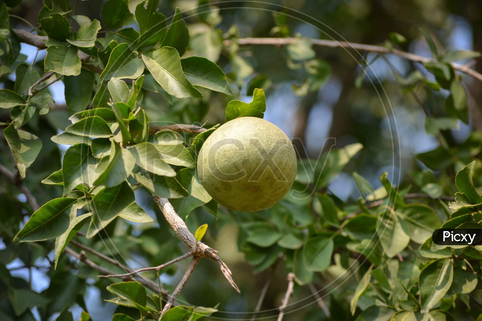 Aegle marmelos or indian bael fruit on the tree