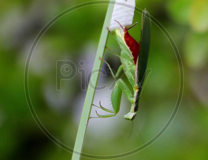 mantis laying eggs